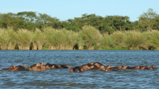 Hippos in Lake Malawi, Liwonde National Park