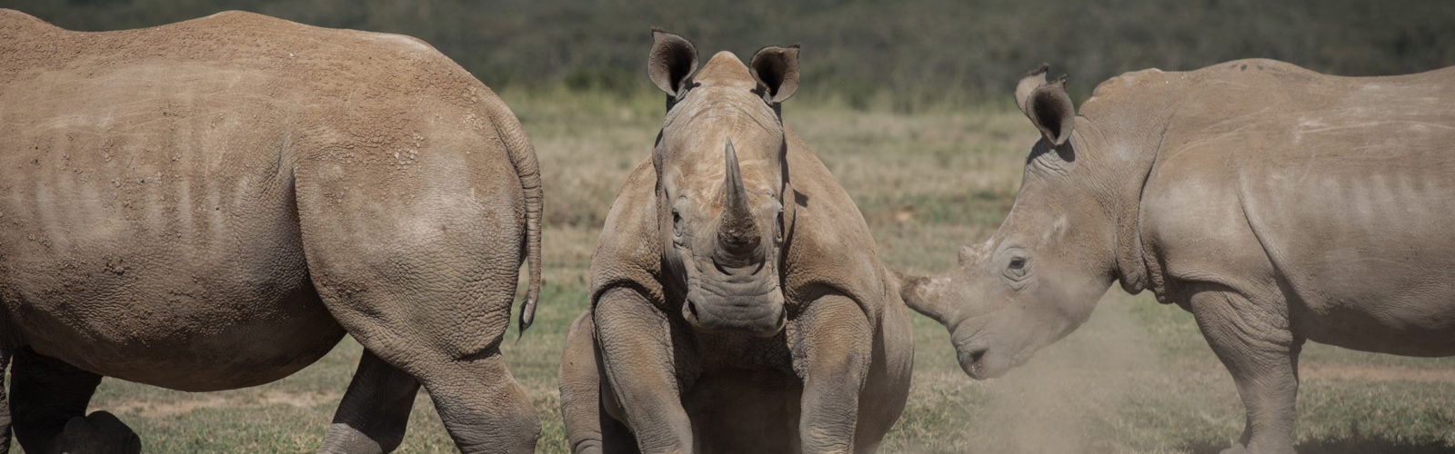 A family of rhinos in Kenya