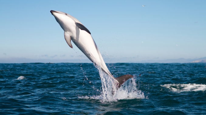 kaikora-dolphin