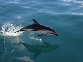 kaikora-dolphin