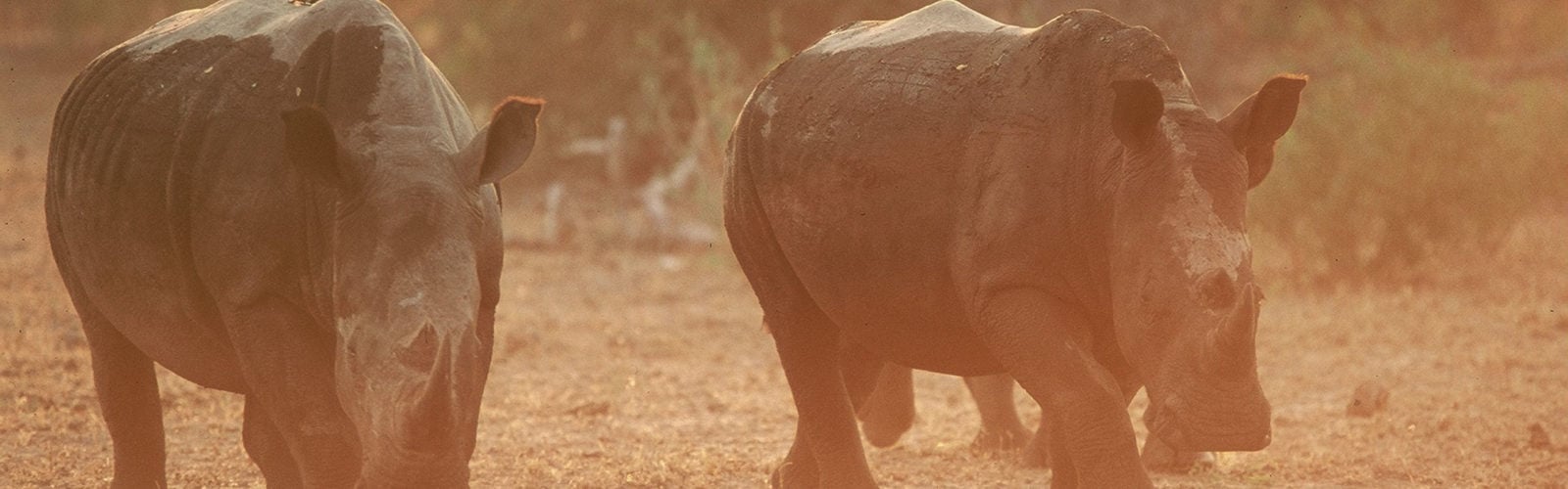 Rhinos walking in Africa