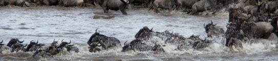 great-migration-river-crossing-kenya