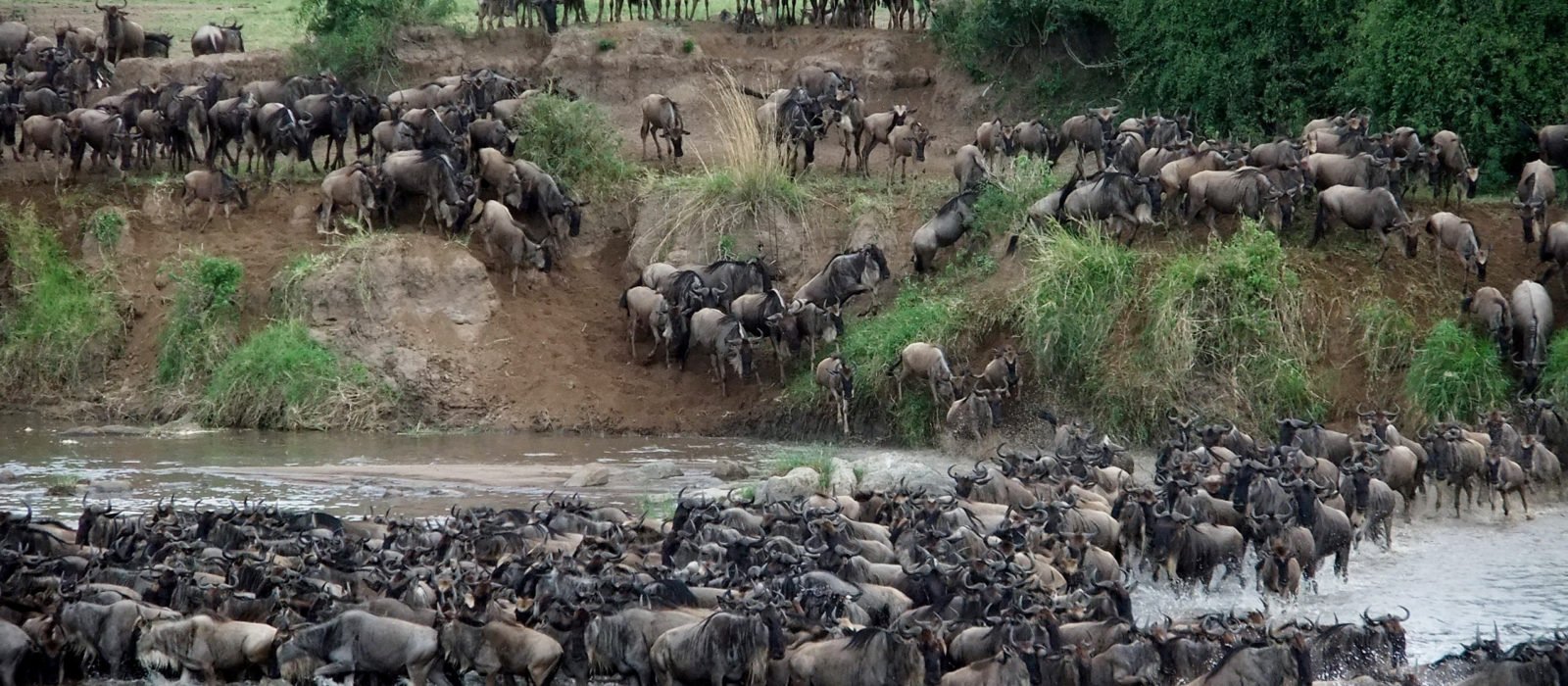 great-migration-mara-river-crossing-kenya