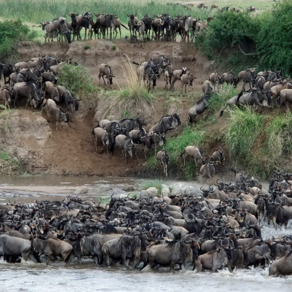 great-migration-mara-river-crossing-kenya