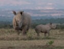 Rhinos, Solio Private Reserve, Kenya