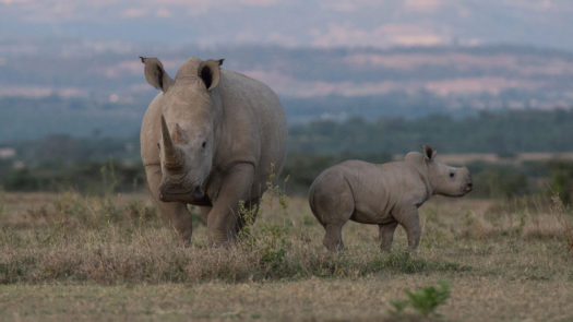 Rhinos, Solio Private Reserve, Kenya