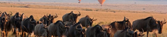 hot-air-balloon-maasai-mara-kenya