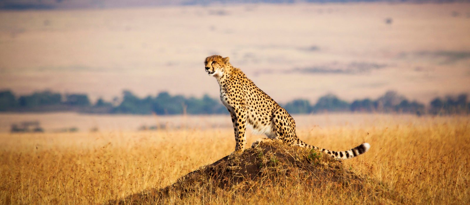 maasai-mara-cheetah