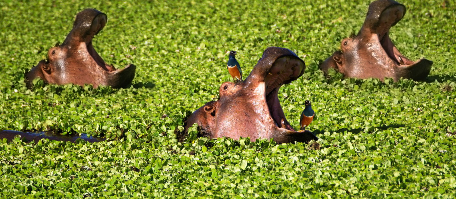 maasai-mara-hippo