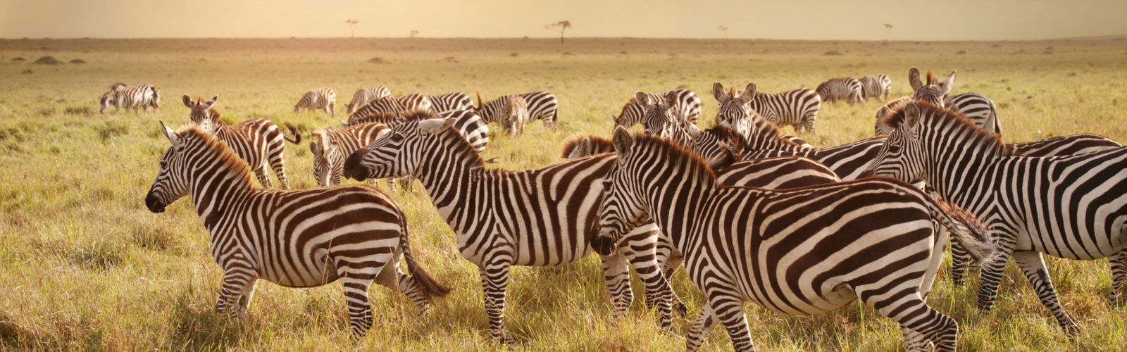 Zebras in the Maasai Mara, Kenya