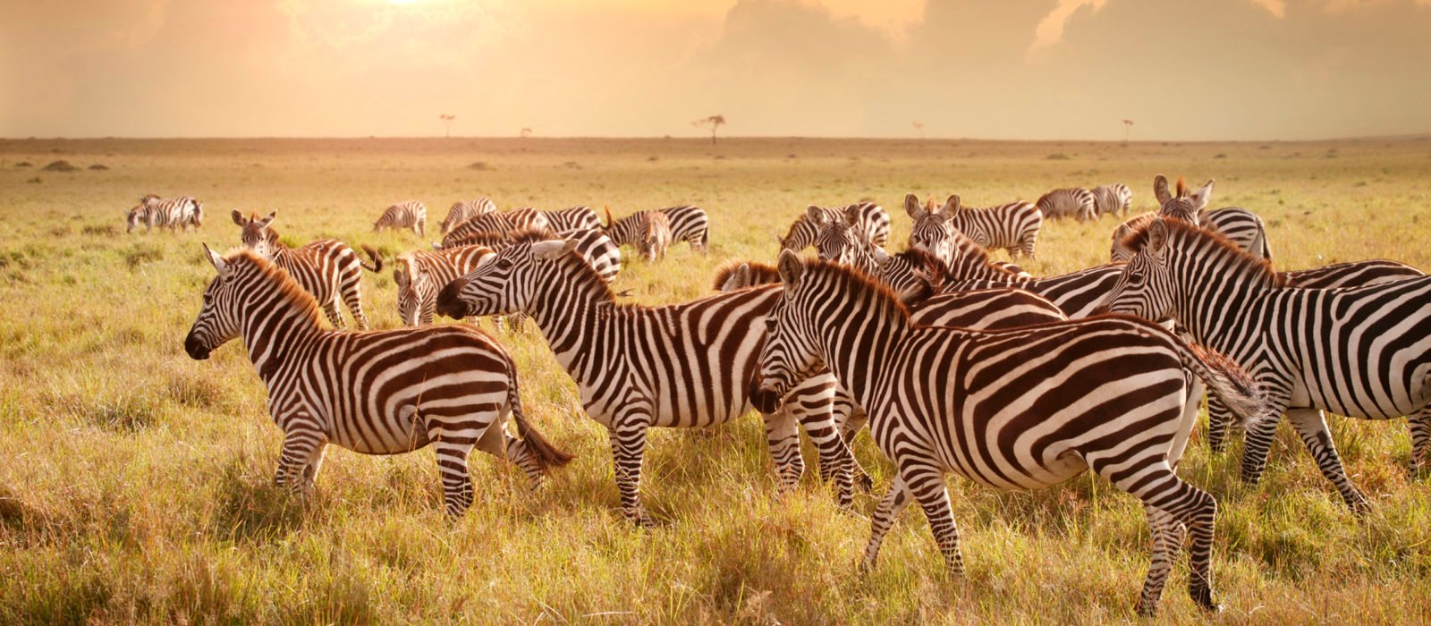 Zebras in the Maasai Mara, Kenya