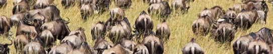 Wildebeest Great Migration