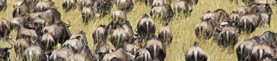 Wildebeest Great Migration