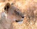 mara-conservancy-lioness