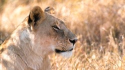 mara-conservancy-lioness