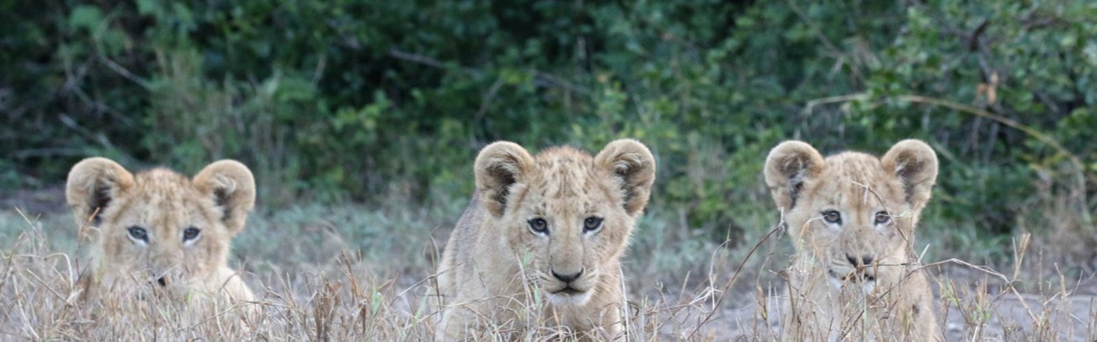 lion-cubs-solio