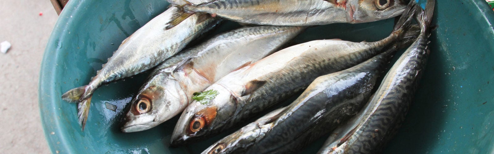 Bowl of mackerel, Lima fish market