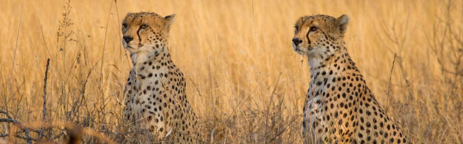 Kenya Safari Tour Cheetahs