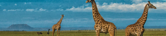 ol-donyo-lodge-giraffe-and-kilimanjaro