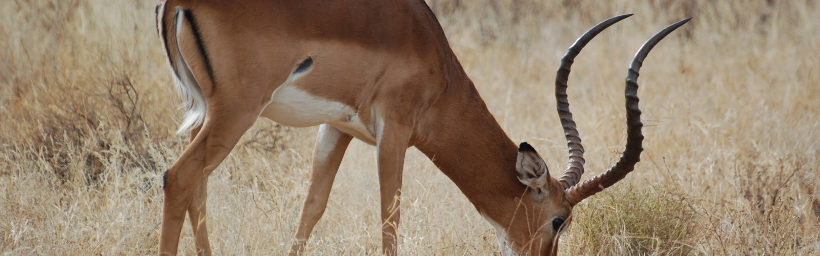 samburu-impala