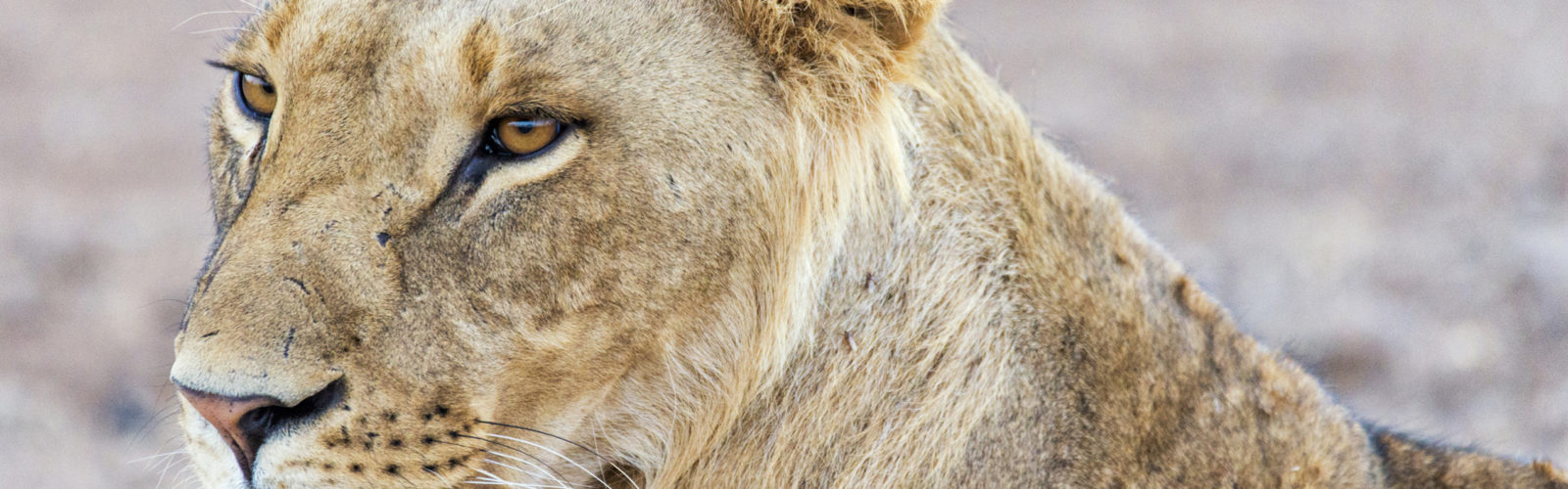 samburu-lioness