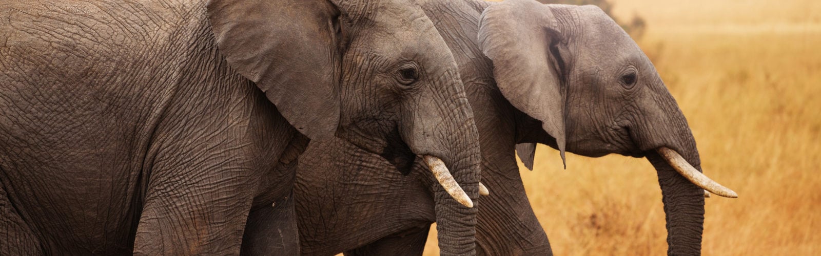 amboseli-elephants-kenya