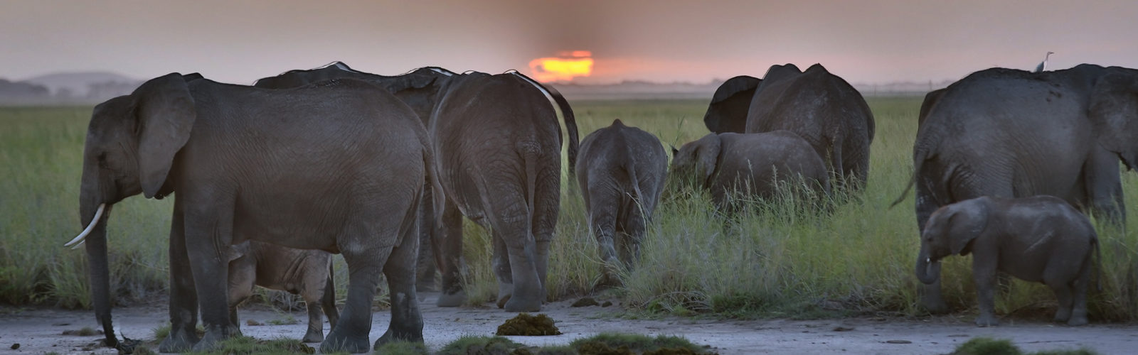 amboseli-elephants-sunset