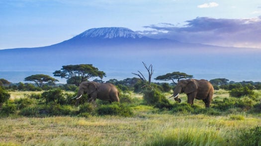 amboseli-elephants-and-kilimanjaro