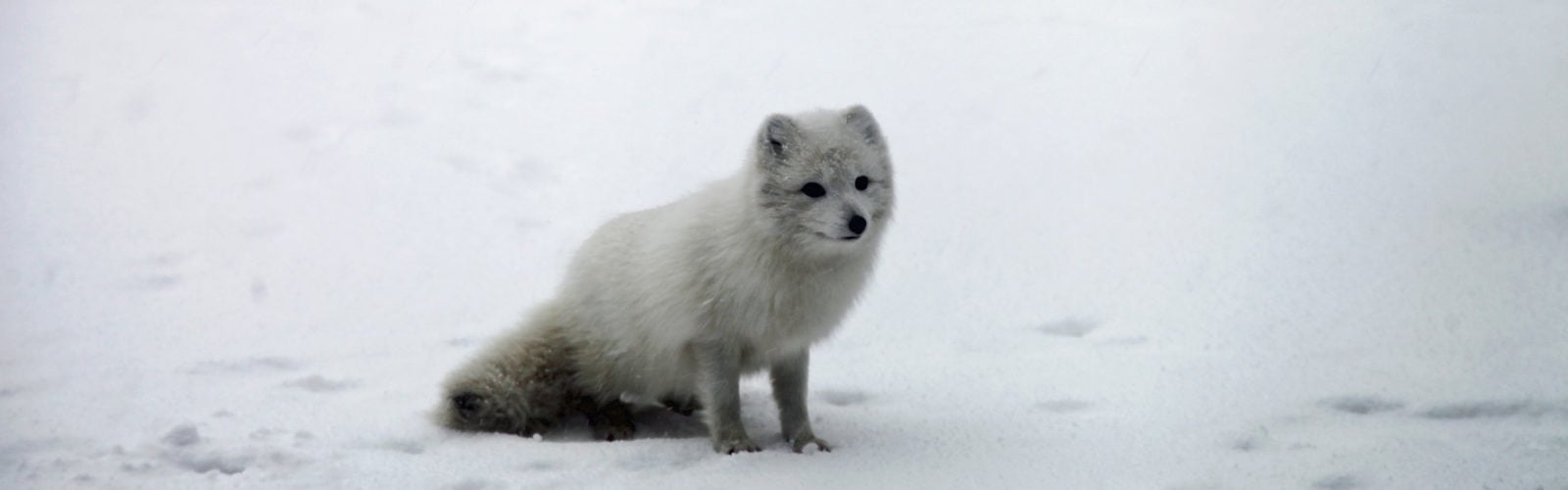 Arctic Fox Iceland