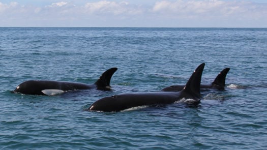 orca-new-zealand