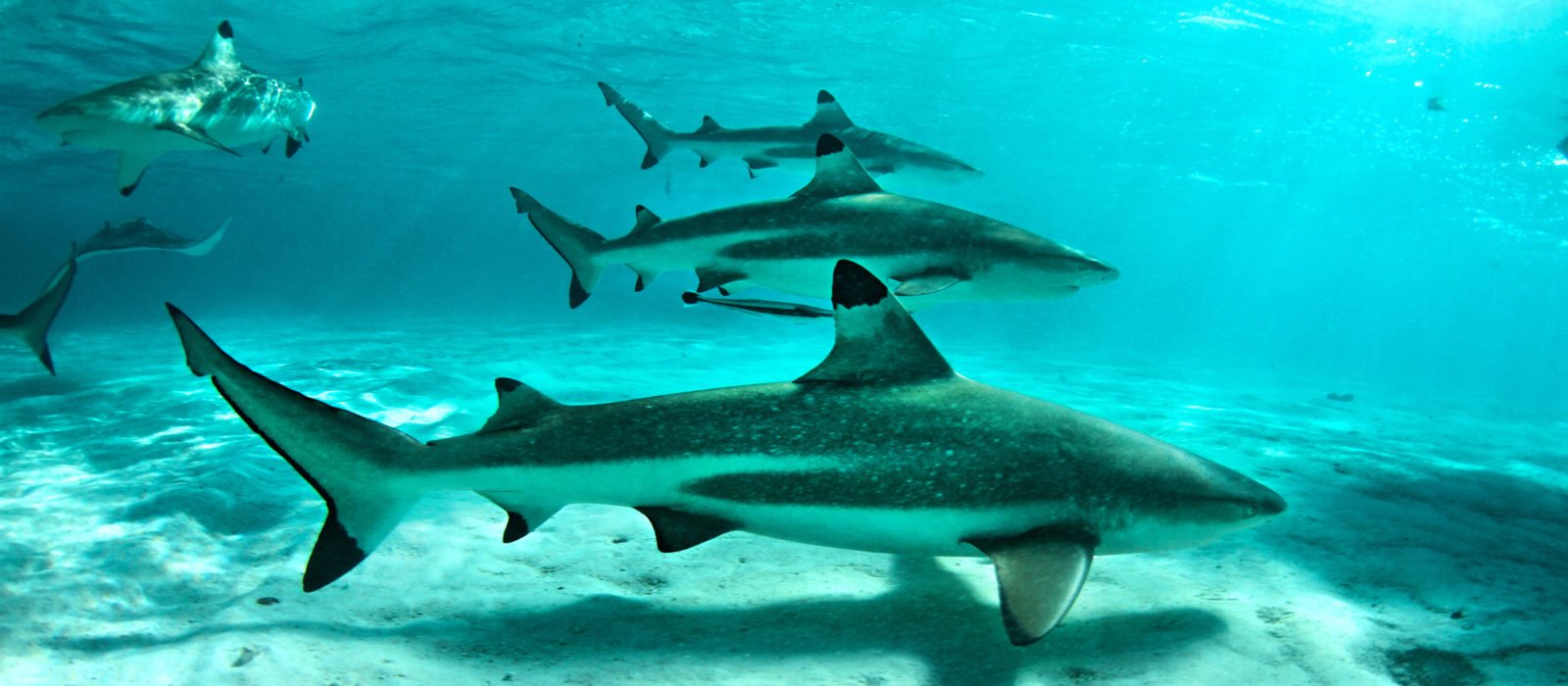 french-polynesia-sharks