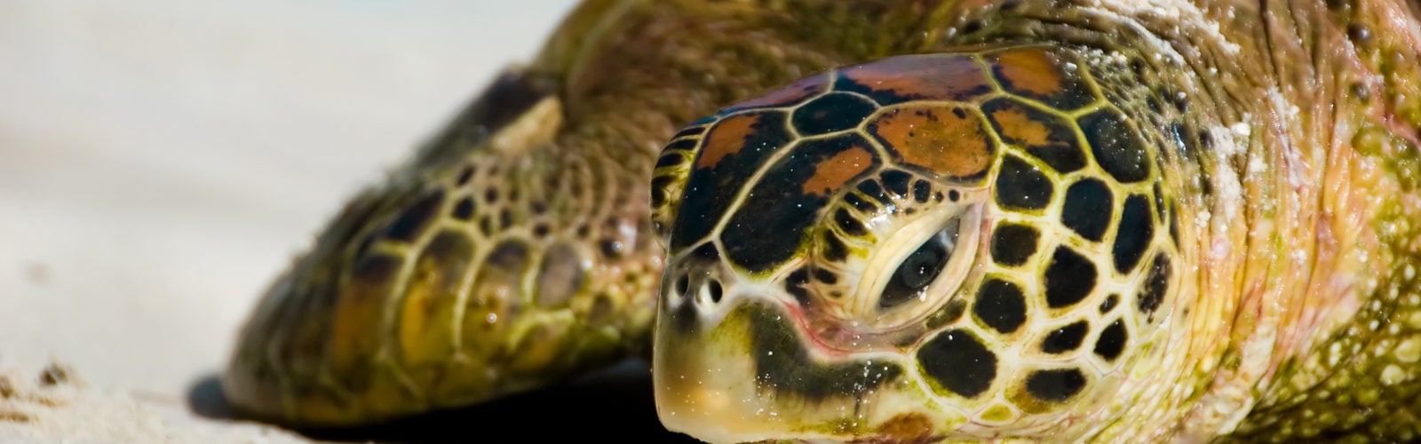 french-polynesia-turtles