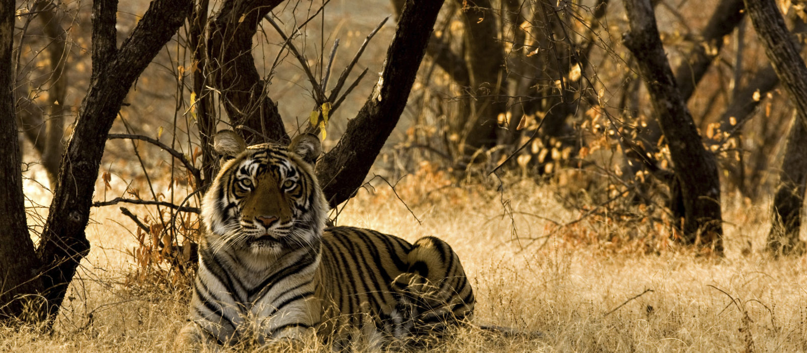tiger-ranthambore-national-park-india