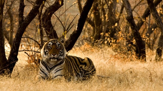 tiger-ranthambore-national-park-india