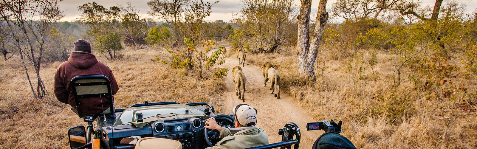 Safari jeep and lions, Sabi Sabi, South Africa