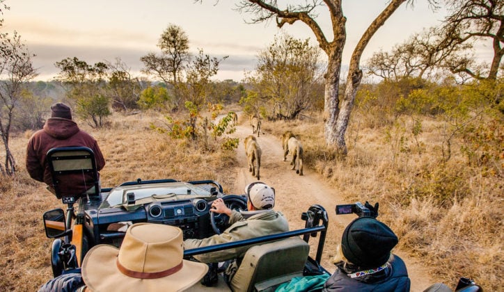 Safari jeep and lions, Sabi Sabi, South Africa