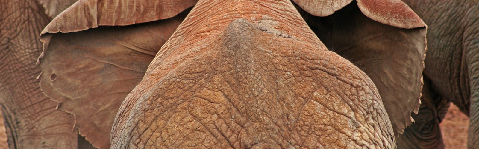 laikipia-elephant.