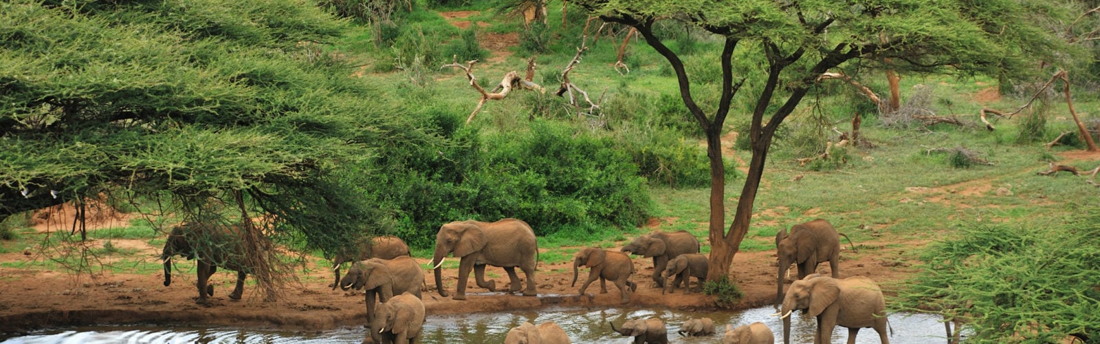 laikipia-elephants