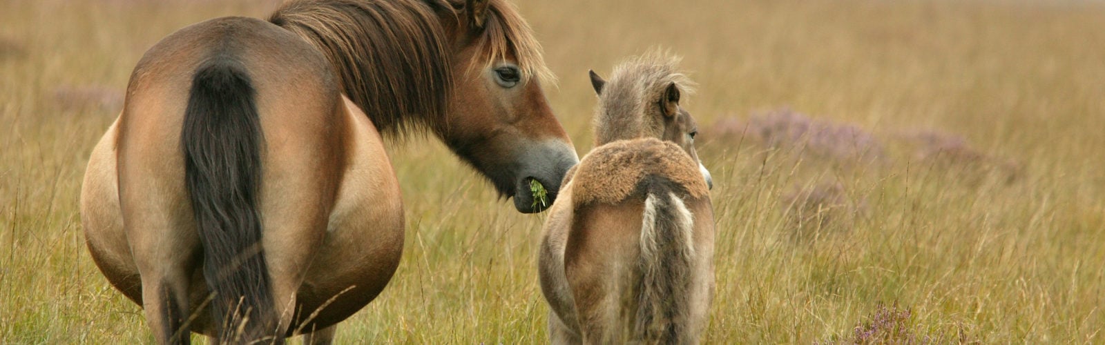 exmoor-pony
