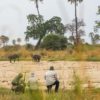 Kwihala Camp Walking Safari, Elephants