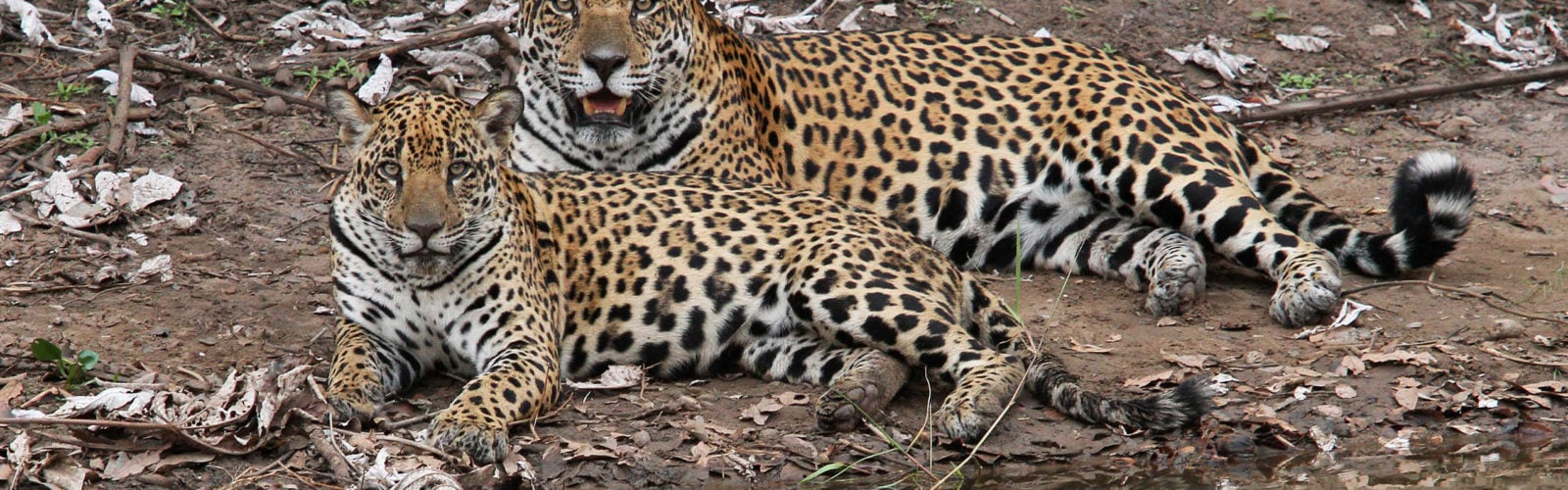 caiman-lodge-jaguar-mum-and-cub