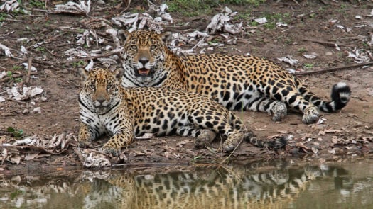 caiman-lodge-jaguar-mum-and-cub