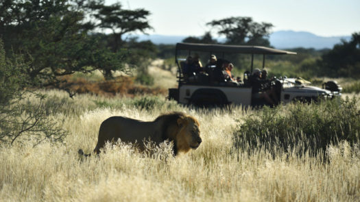 tswalu-lion-safari-south-africa