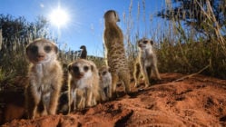 ladzinski-tswalu-meerkats