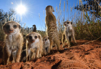ladzinski-tswalu-meerkats