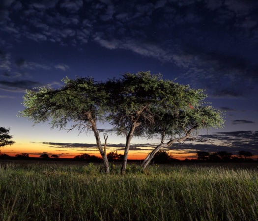 shepards-tree-tswalu-kalahari
