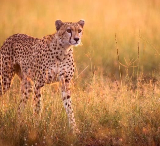 Female cheetah stalking in early morning light - Masai Mara, Kenya