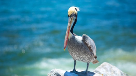 belize-pelican