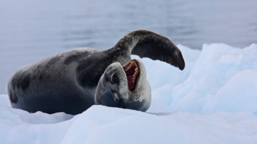 Leopard Seal Stretch