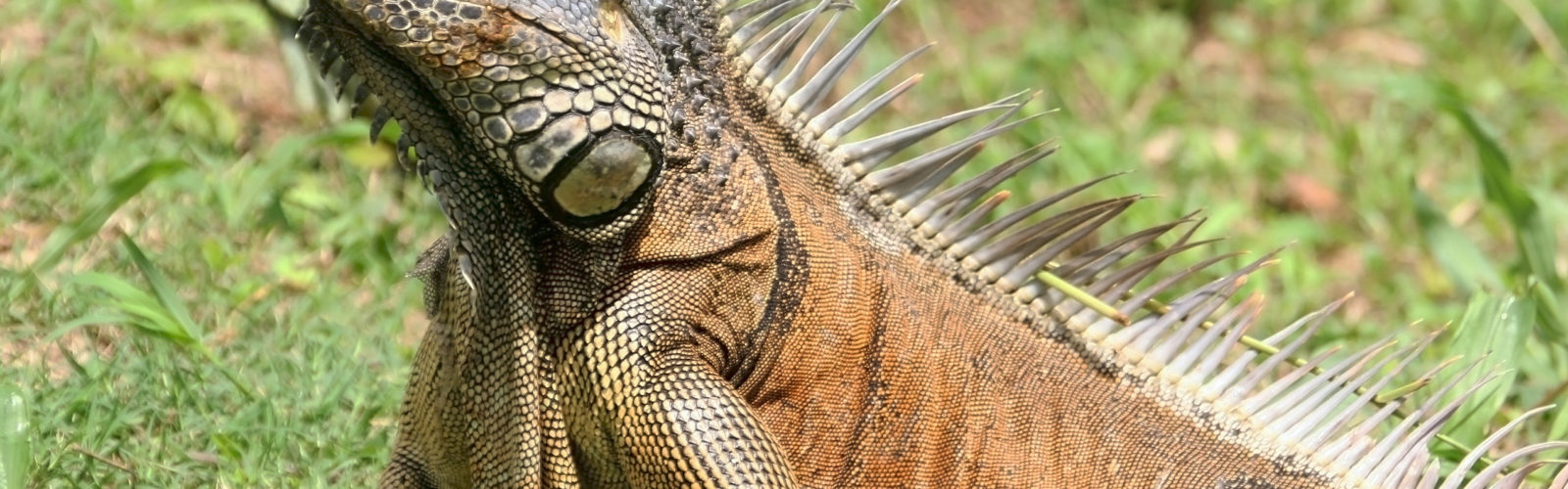 belize-iguana